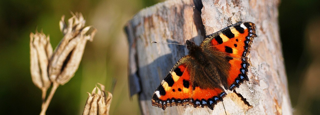 Aglais urticae
