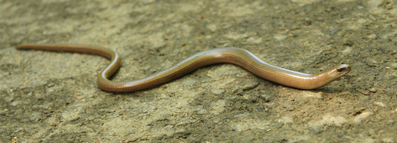 Anguis fragilis