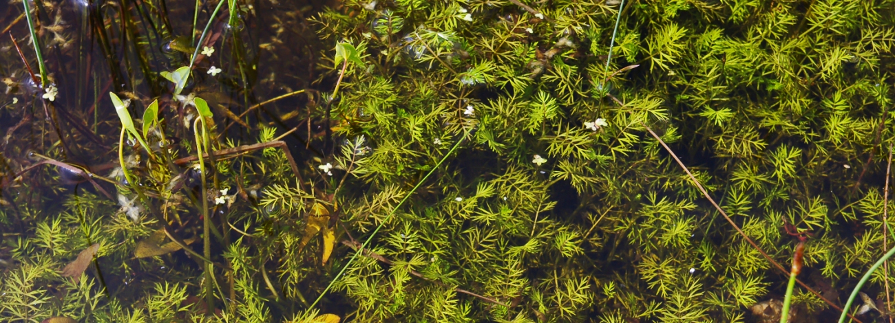 Helosciadium inundatum