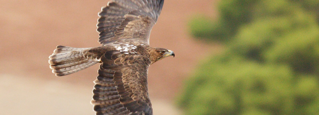 Aquila fasciata