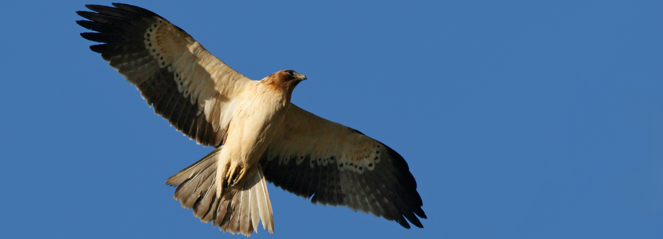 Aquila pennata