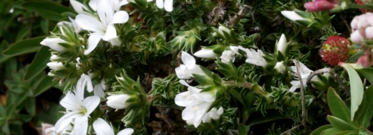Arenaria erinacea