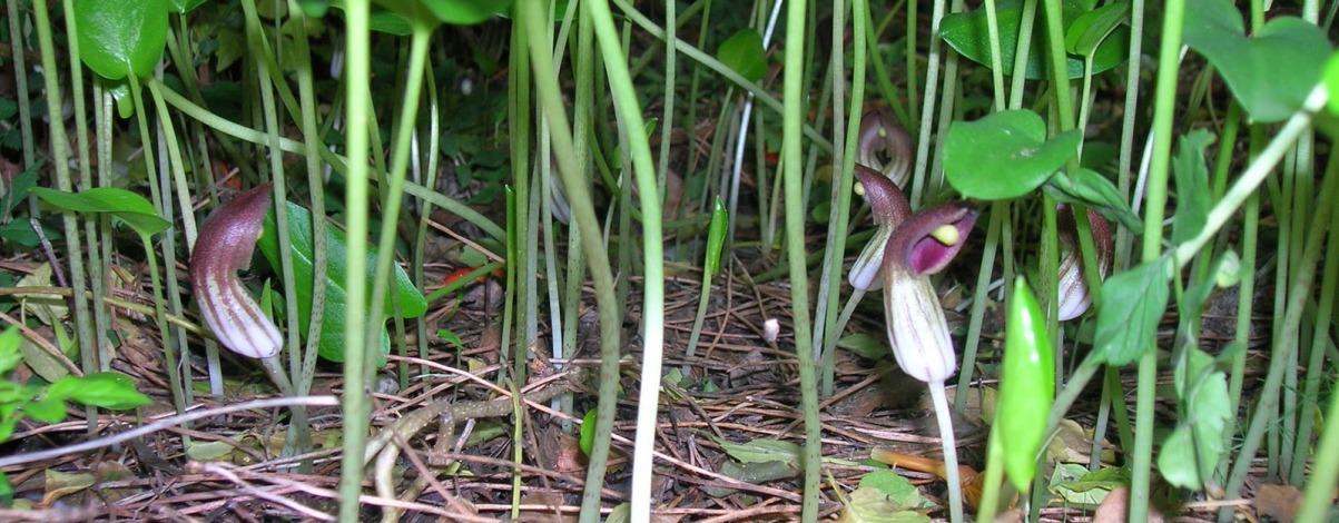 Arisarum simorrhinum