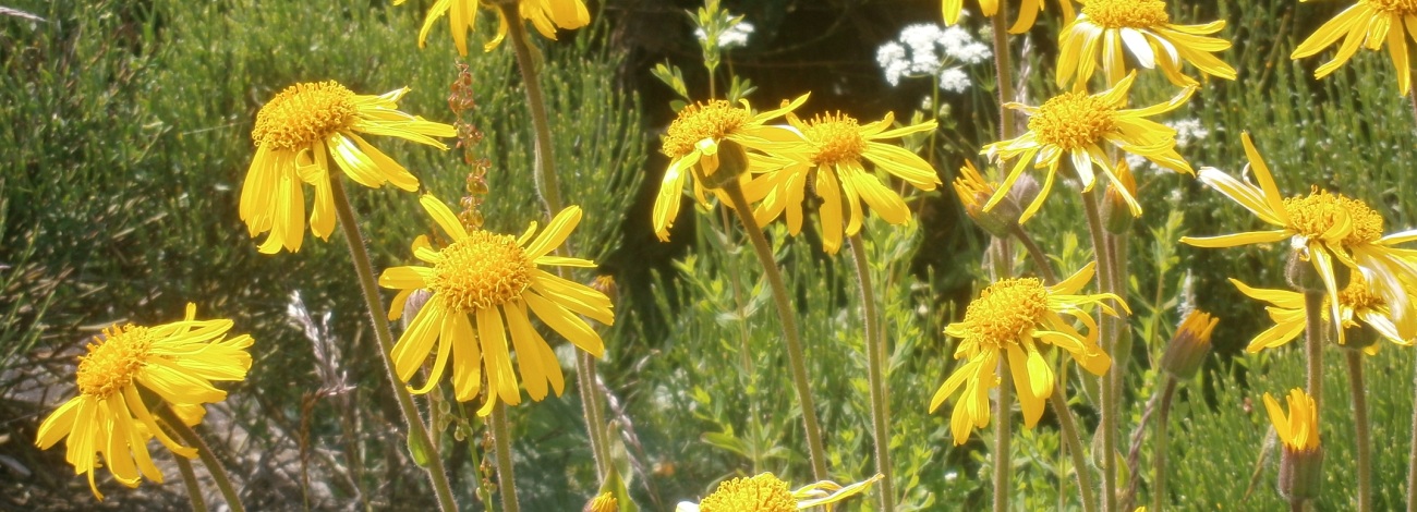 Arnica montana