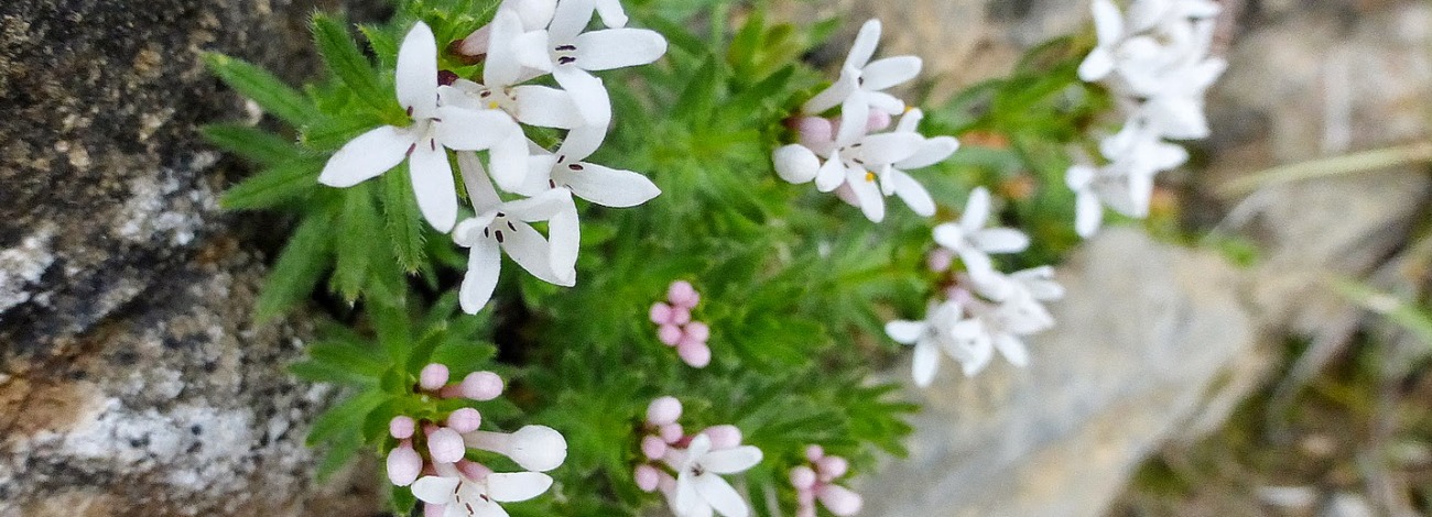 Asperula hirta