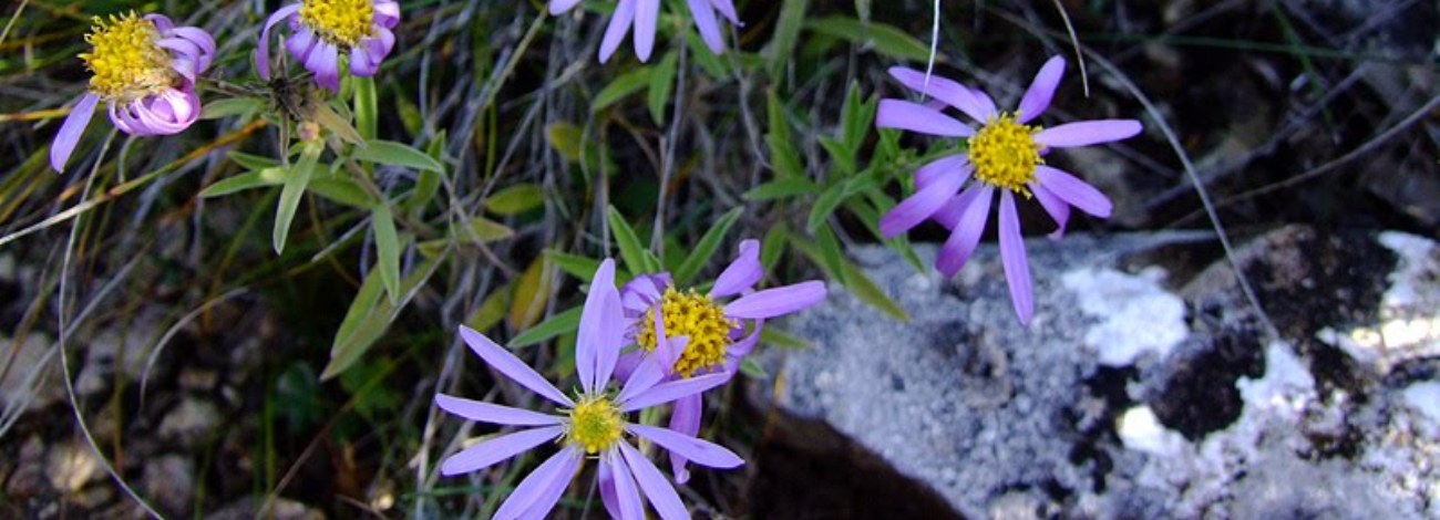 Aster willkommii