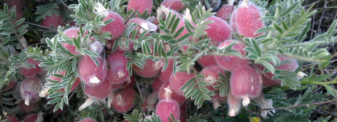 Astragalus clusii