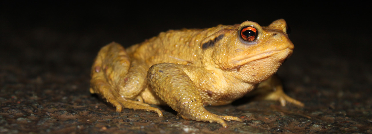 Bufo bufo