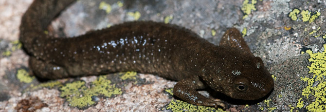 Calotriton asper