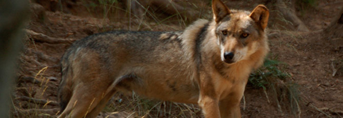 Canis lupus