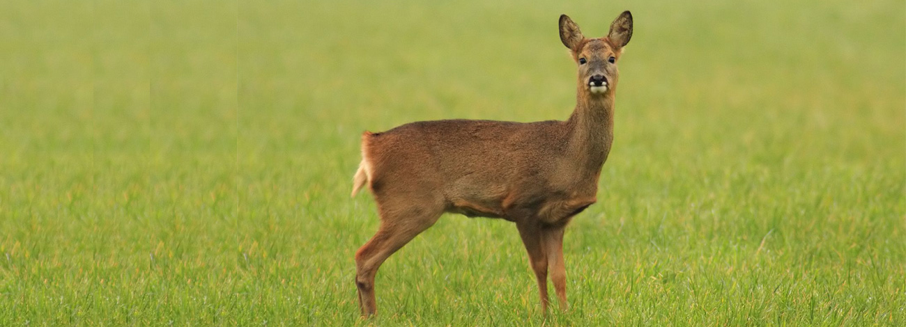 Capreolus capreolus