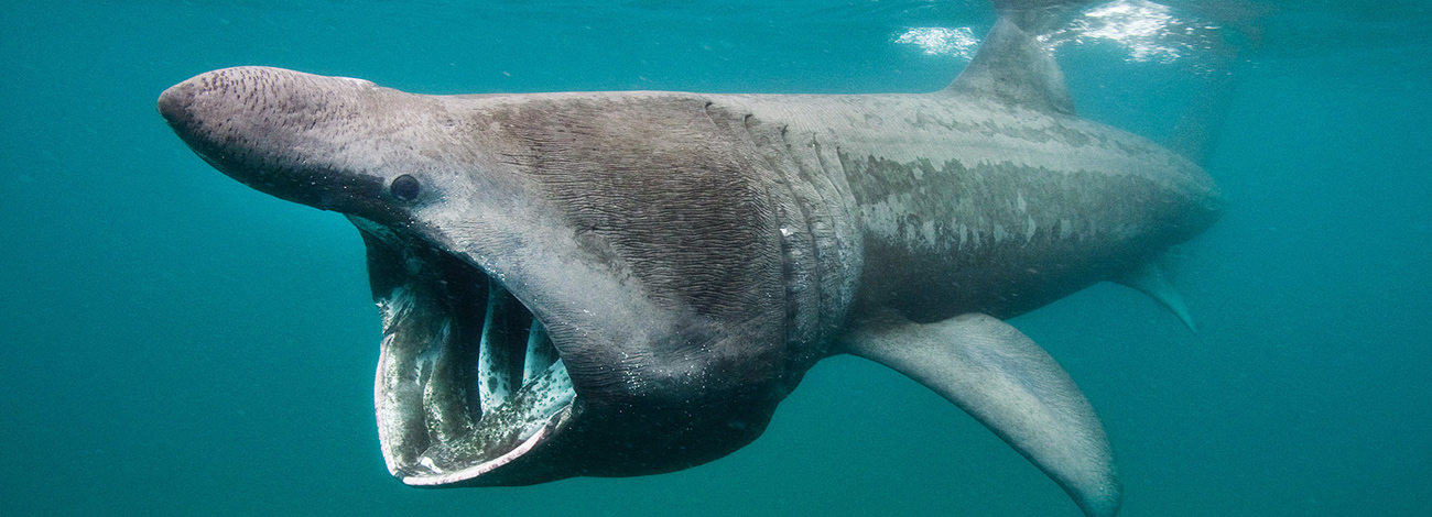 Cetorhinus maximus