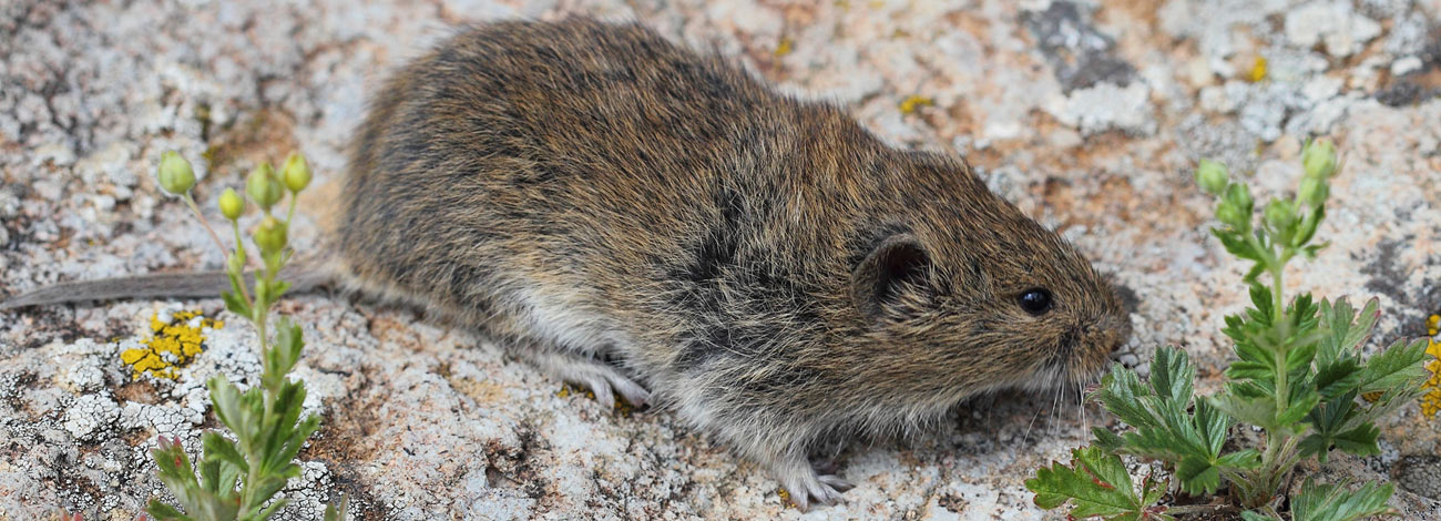 Chionomys nivalis