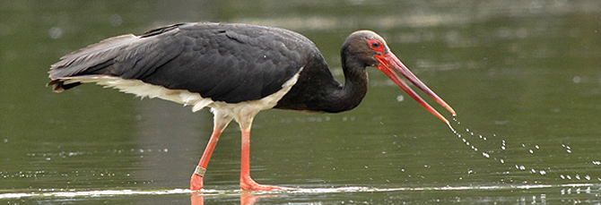Ciconia nigra