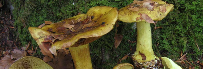 Cortinarius splendens