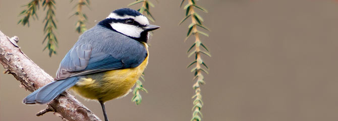 Cyanistes caeruleus