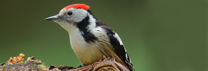 Dendrocopos medius
