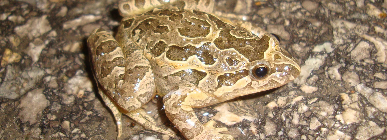 Discoglossus jeanneae