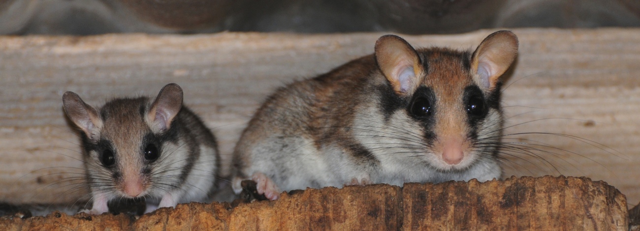 Eliomys quercinus
