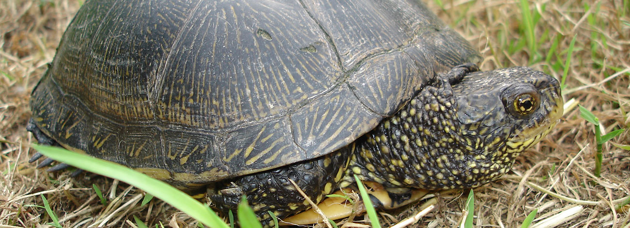 Emys orbicularis