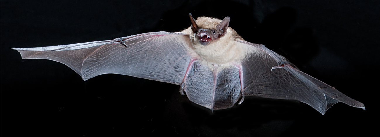 Eptesicus serotinus