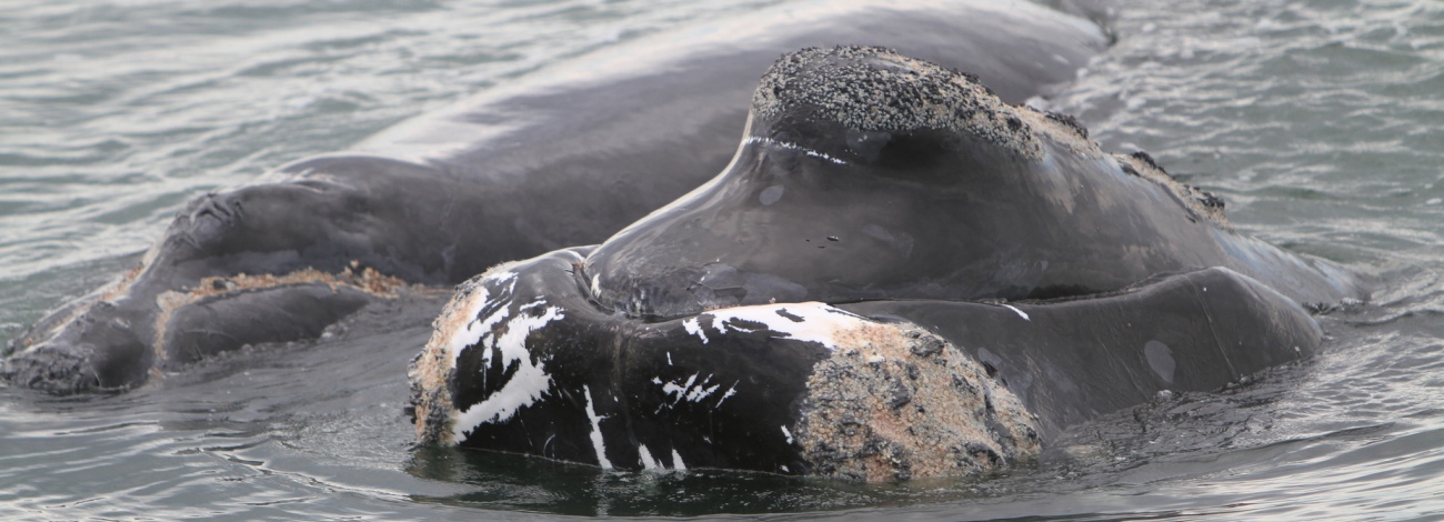 Eubalaena glacialis