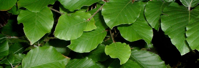 Fagus sylvatica