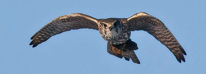 Falco columbarius