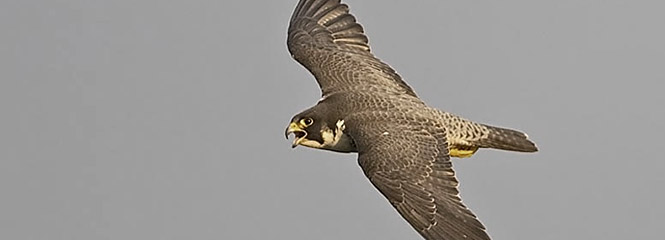 Falco peregrinus