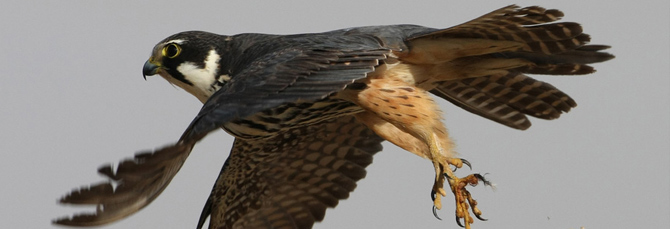 Falco subbuteo