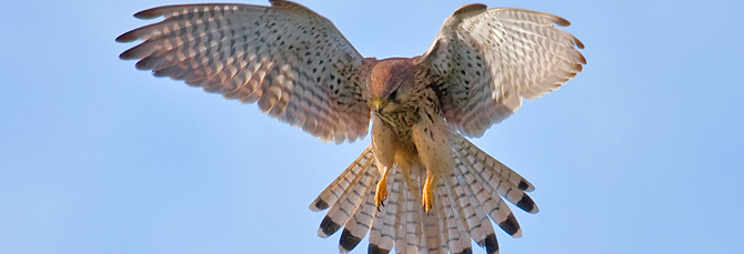 Falco tinnunculus