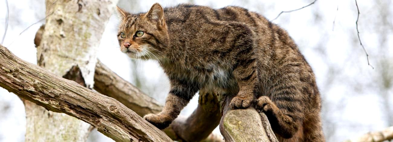 Felis silvestris