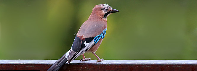 Garrulus glandarius