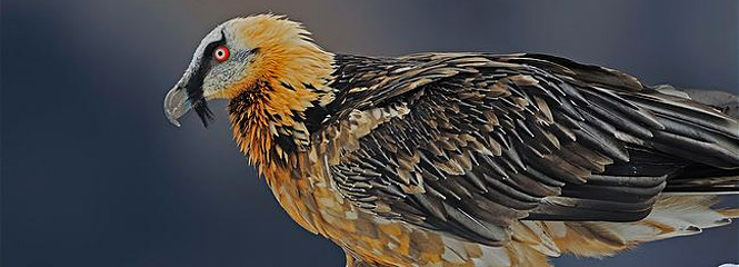 Gypaetus barbatus