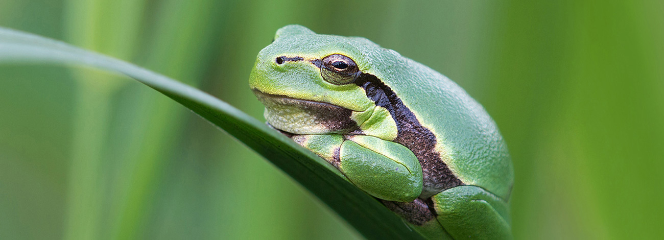 Hyla molleri