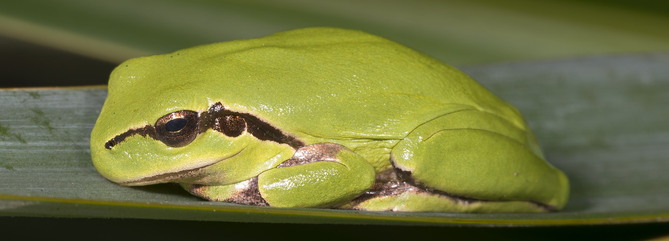 Hyla meridionalis