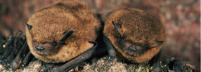 Pipistrellus pipistrellus
