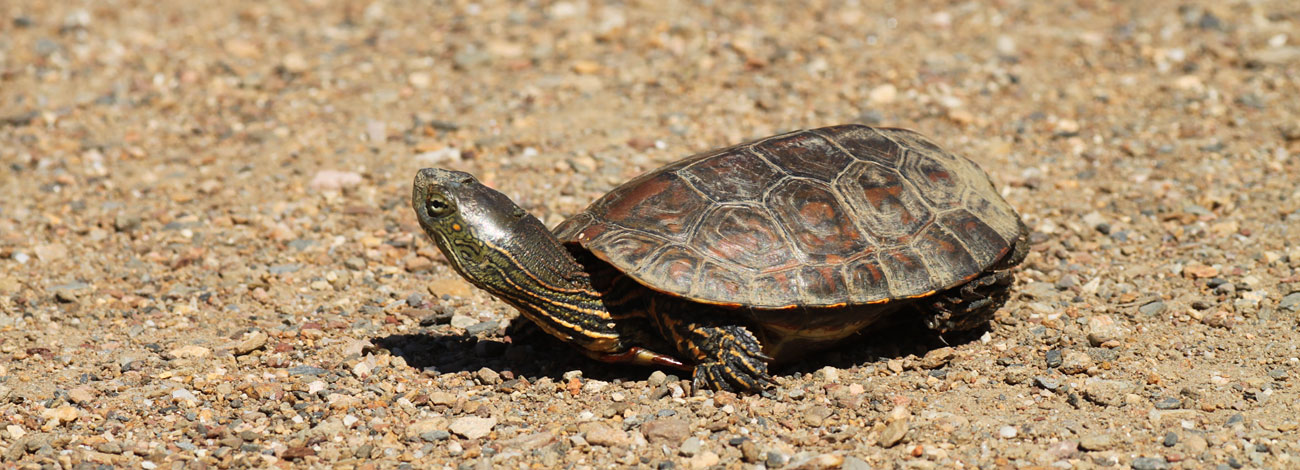Mauremys leprosa
