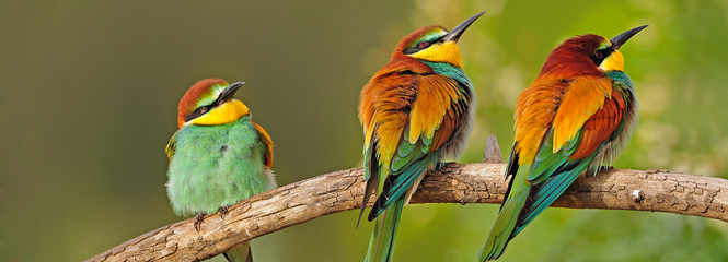 Merops apiaster