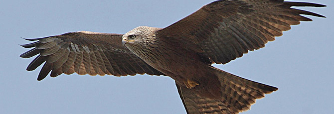 Milvus migrans