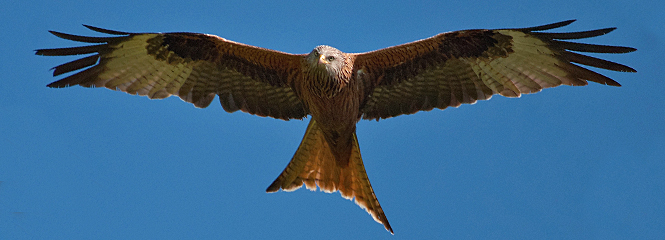 Milvus milvus