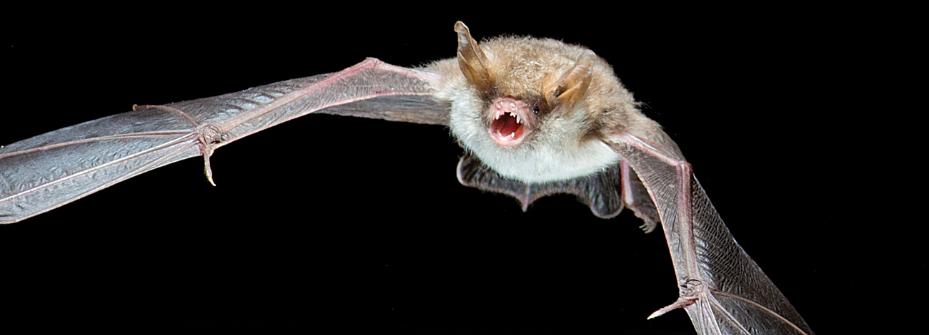 Myotis nattereri