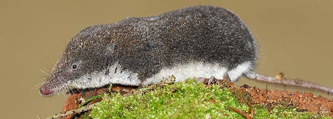 Neomys anomalus