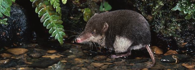 Neomys fodiens