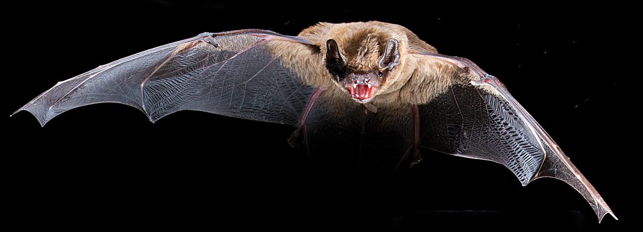 Nyctalus leisleri