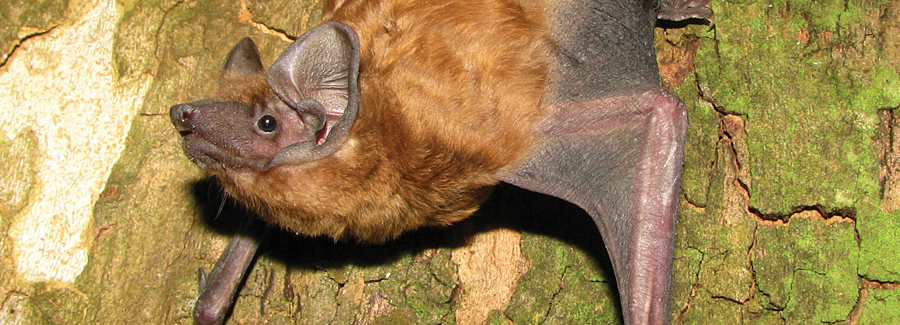 Nyctalus noctula