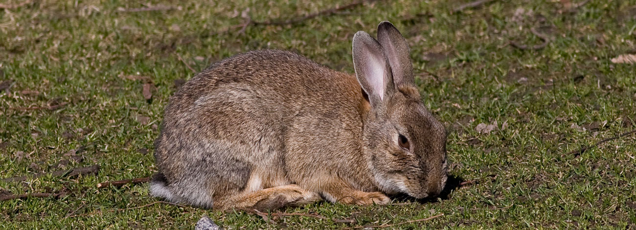 Oryctolagus cuniculus