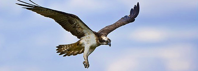 Pandion haliaetus