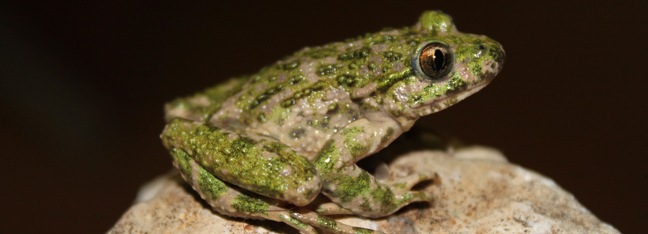 Pelodytes punctatus