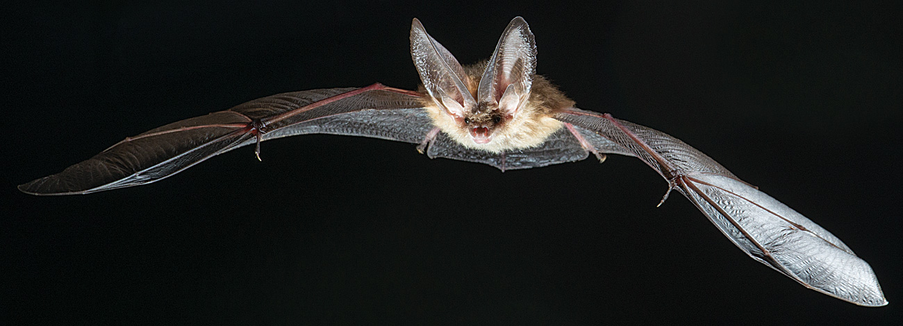 Plecotus auritus